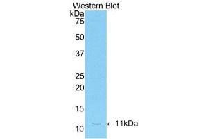 Western Blotting (WB) image for anti-Chemokine (C-C Motif) Ligand 12 (Ccl12) (AA 28-104) antibody (ABIN3205513) (Ccl12 Antikörper  (AA 28-104))