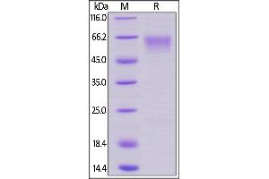 Cynomolgus / Rhesus macaque CD27, Mouse IgG2a Fc Tag, low endotoxin on  under reducing (R) condition.