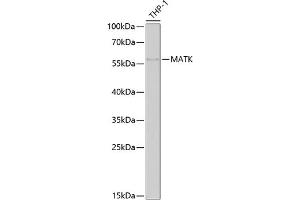 Western blot analysis of extracts of THP-1 cells, using MATK antibody  at 1:1000 dilution. (MATK Antikörper  (AA 352-466))