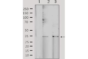 Western blot analysis of extracts from various samples, using NRIP2 Antibody. (NRIP2 Antikörper  (N-Term))