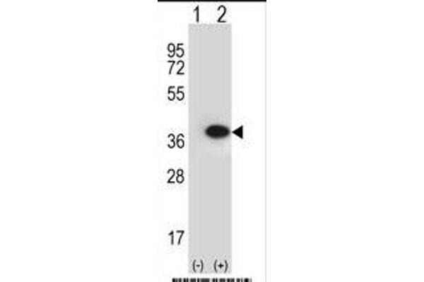 Annexin A2 Antikörper  (N-Term)