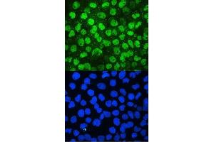 IF analysis of MCM2 using anti-MCM2 antibody (ABIN7601593).