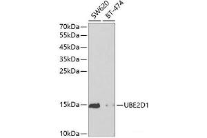 Western blot analysis of extracts of various cell lines using UBE2D1 Polyclonal Antibody at dilution of 1:1000. (UBE2D1 Antikörper)