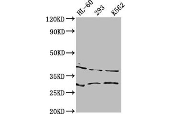 DMRT1 antibody  (AA 195-363)