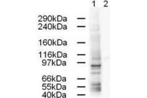 Western blot using  Affinity Purified anti-AP1G1 antibody shows strong detection of a 91-kDa band corresponding to Human AP1G1 in a HeLa whole cell lysate (lane 1). (gamma 1 Adaptin Antikörper  (AA 625-675))