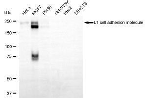 Western blotting analysis using L1 cell adhesion molecule antibody (ABIN7799217). (L1CAM Antikörper)