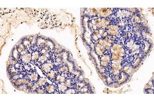Detection of MUC2 in Mouse Colon Tissue using Polyclonal Antibody to Mucin 2 (MUC2) (MUC2 Antikörper  (AA 27-110))