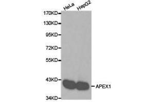 Western Blotting (WB) image for anti-Apurinic/Apyrimidinic Endonuclease 1 (APEX1) antibody (ABIN1871019) (APEX1 Antikörper)