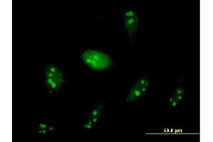Immunofluorescence of purified MaxPab antibody to WDR74 on HeLa cell. (WDR74 Antikörper  (AA 1-366))