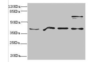 Western blot All lanes: RAE1 antibody at 4. (RAE1 Antikörper  (AA 1-368))