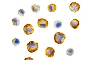 Immunohistochemistry (IHC) image for anti-BCL2-Associated Athanogene 4 (BAG4) (N-Term) antibody (ABIN1031581) (BAG4 Antikörper  (N-Term))