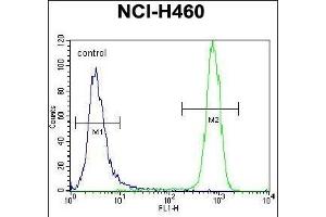 KIT Antibody (N-term ) (ABIN392010 and ABIN2837978) flow cytometric analysis of NCI- cells (right histogram) compared to a negative control cell (left histogram). (KIT Antikörper  (N-Term))
