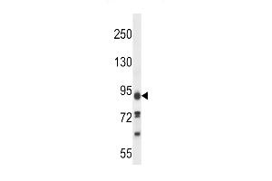 KI Antibody (C-term) (ABIN657603 and ABIN2846601) western blot analysis in 293 cell line lysates (35 μg/lane). (KIAA1274 Antikörper  (C-Term))