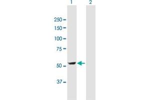 Western Blot analysis of DDC expression in transfected 293T cell line by DDC MaxPab polyclonal antibody. (DDC Antikörper  (AA 1-480))