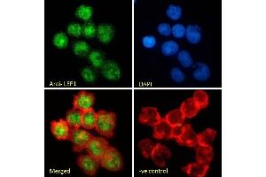 Immunofluorescence (IF) image for anti-Lymphoid Enhancer-Binding Factor 1 (LEF1) (Internal Region) antibody (ABIN185607)
