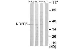 Western blot analysis of extracts from HeLa cells, 293 cells and HUVEC cells, using NR2F6 antibody. (NR2F6 Antikörper  (N-Term))