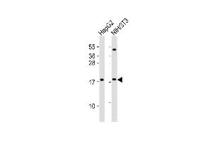 All lanes : Anti-HMGA2 Antibody (C-term) at 1:2000 dilution Lane 1: HepG2 whole cell lysates Lane 2: NIH/3T3 whole cell lysates Lysates/proteins at 20 μg per lane.