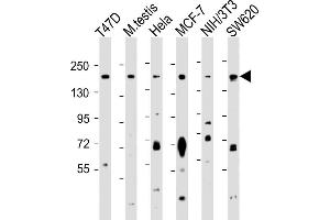 All lanes : Anti-PELP1 Antibody (Center ) at 1:1000 dilution Lane 1: T47D whole cell lysate Lane 2: mouse testis lysate Lane 3: Hela whole cell lysate Lane 4: MCF-7 whole cell lysate Lane 5: NIH/3T3 whole cell lysate Lane 6: S whole cell lysate Lysates/proteins at 20 μg per lane. (PELP1 Antikörper  (AA 744-771))