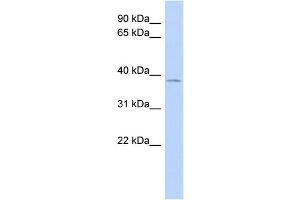 WB Suggested Anti-JUN Antibody Titration:  0. (C-JUN Antikörper  (Middle Region))
