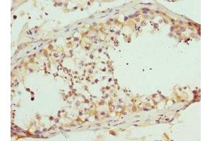 Immunohistochemistry of paraffin-embedded human testis tissue using ABIN7167404 at dilution of 1:100 (RASGRF1 Antikörper  (AA 1-190))