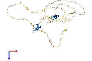 ZNF488 Protein (AA 1-340) (His tag)