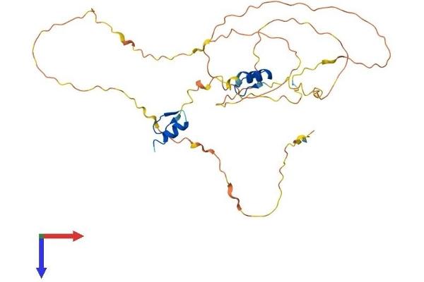 ZNF488 Protein (AA 1-340) (His tag)