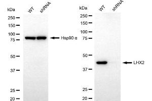 Western blotting analysis using LHX2 antibody (ABIN7799267). (Rekombinanter LHX2 Antikörper)