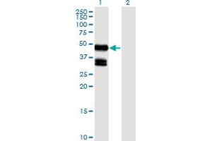 Western Blot analysis of GDF8 expression in transfected 293T cell line by GDF8 monoclonal antibody (M06), clone 2D8. (MSTN Antikörper  (AA 243-310))