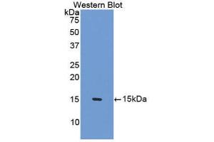 Western Blotting (WB) image for anti-Surfactant Protein D (SFTPD) (AA 45-221) antibody (ABIN1174137)