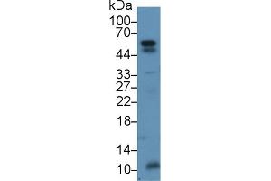 Detection of ANGPTL2 in Mouse Stomach lysate using Polyclonal Antibody to Angiopoietin Like Protein 2 (ANGPTL2)