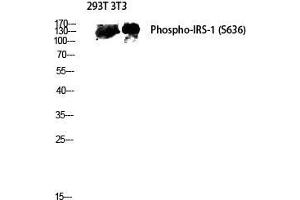 Western Blot (WB) analysis of 293T 3T3 lysis using Phospho-IRS-1 (S636) antibody. (IRS1 Antikörper  (pSer636))