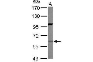 WB Image Sample (30 ug of whole cell lysate) A: 293T 7. (Neuregulin 1 Antikörper)