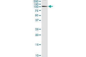 Immunoprecipitation (IP) image for anti-E74-Like Factor 1 (Ets Domain Transcription Factor) (ELF1) (AA 1-619) antibody (ABIN947827)
