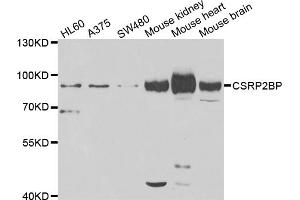 Western blot analysis of extracts of various cell lines, using CSRP2BP antibody. (CSRP2BP Antikörper)