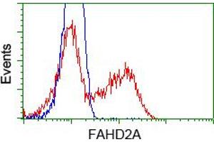 Image no. 7 for anti-Fumarylacetoacetate Hydrolase Domain Containing 2A (FAHD2A) antibody (ABIN1498182) (FAHD2A Antikörper)