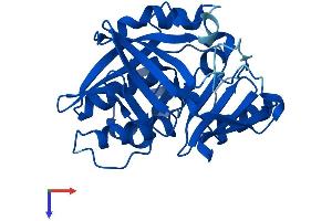 NAT2 Protein (AA 1-290) (His tag)