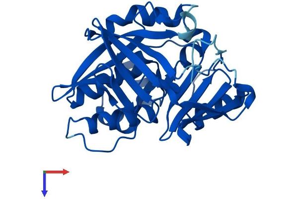 NAT2 Protein (AA 1-290) (His tag)