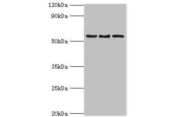 ARFGAP3 抗体  (AA 217-516)