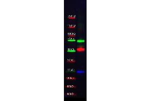 Western Blot of Goat-anti-Alpha-1-Anti-Trypsin Antibody.