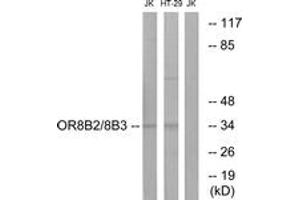 Western blot analysis of extracts from Jurkat/HT-29 cells, using OR8B2/8B3 Antibody. (OR8B2/B3 (AA 199-248) Antikörper)