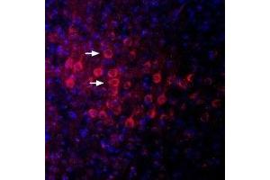 Expression of  in mouse parietal cortexImmunohistochemical staining of perfusion-fixed frozen mouse brain sections using Anti- Antibody (ABIN7043104, ABIN7045148 and ABIN7045149), (1:400), followed by anti-rabbit-Cy3 antibody (red). (Discs, Large Homolog 4 (Drosophila) (DLG4) Peptid)