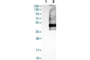 Western Blot analysis of Lane 1: negative control (vector only transfected HEK293T cell lysate) and Lane 2: over-expression lysate (co-expressed with a C-terminal myc-DDK tag in mammalian HEK293T cells) with SSTR2 polyclonal antibody . (SSTR2 Antikörper)