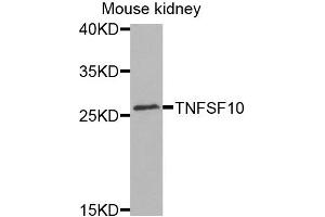 Western blot analysis of extracts of mouse kidney cells, using TNFSF10 antibody.