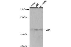 Western blot analysis of extracts of various cell lines, using LY86 Rabbit pAb (ABIN7268316) at 1:1000 dilution. (LY86 Antikörper  (AA 50-150))