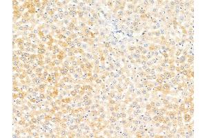 ABIN7094779 and ABIN7098830 at 1/100 staining Rat liver tissue by IHC-P. (LEFTY1 Antikörper  (Internal Region))