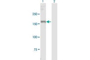 Western Blot analysis of MYT1 expression in transfected 293T cell line by MYT1 MaxPab polyclonal antibody. (MYT1 Antikörper  (AA 1-1121))