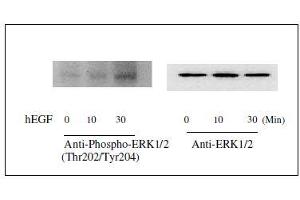 Western blot analysis of extracts from 100 ng/mL hEGF treated A431 cells. (ERK1/2 ELISA Kit)