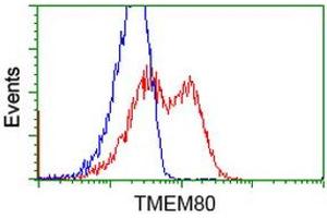 HEK293T cells transfected with either RC202288 overexpress plasmid (Red) or empty vector control plasmid (Blue) were immunostained by anti-TMEM80 antibody (ABIN2453728), and then analyzed by flow cytometry. (TMEM80 Antikörper)