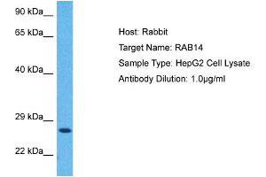 Western Blotting (WB) image for anti-RAB14, Member RAS Oncogene Family (RAB14) (C-Term) antibody (ABIN2792300)