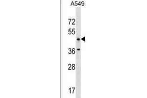 ANKRD61 Antibody (C-term) (ABIN1537208 and ABIN2850199) western blot analysis in A549 cell line lysates (35 μg/lane). (ANKRD61 Antikörper  (C-Term))